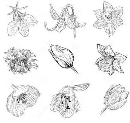 Play Drawing Flower Design