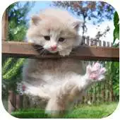 Free play online Dream Cat LiveWallpaper APK Free play online Dream Cat LiveWallpaper APK