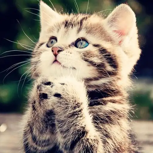 Play Dream Cat  LWP Pro APK