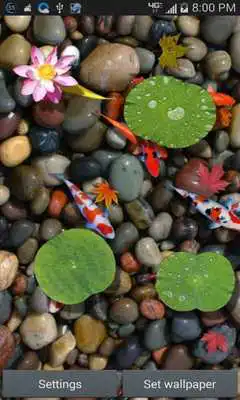 Play Dream Fish Pond