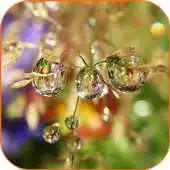Free play online Drop Flower Video Wallpaper APK Free play online Drop Flower Video Wallpaper APK