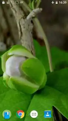 Play Drop Flower Video Wallpaper