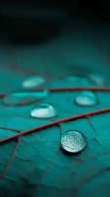 Play Drop Live Wallpaper Play Drop Live Wallpaper