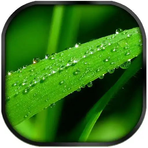 Free play online Drops GO Launcher EX Theme  APK