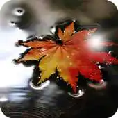 Free play online Dry Leaves Wallpaper APK
