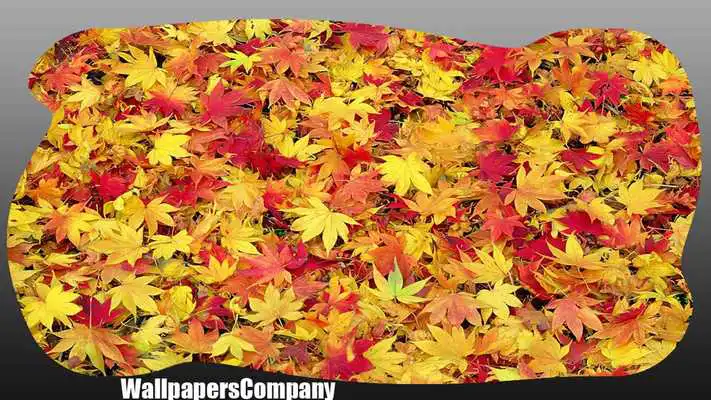 Play Dry Leaves Wallpaper