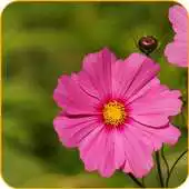 Free play online DSLR Camera Blur Effects Free APK