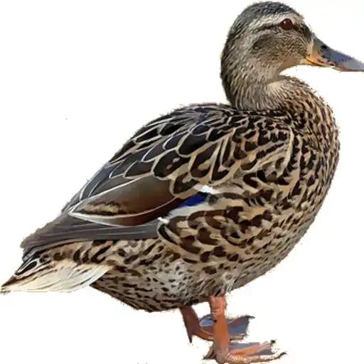 Free play online Duck Duck, Duck! APK