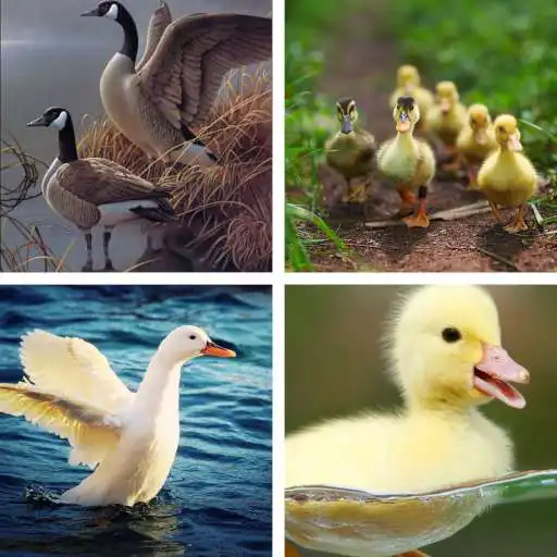 Play Duck HD Wallpapers APK Play Duck HD Wallpapers APK