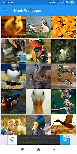Play Duck HD Wallpapers  and enjoy Duck HD Wallpapers with UptoPlay