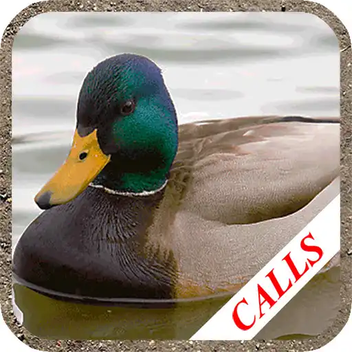 Play Duck hunting calls APK