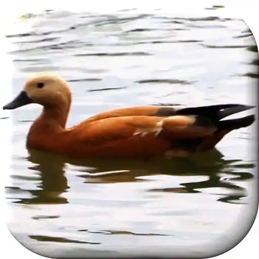Play Duck Live Wallpaper APK