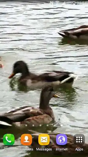 Play Duck Live Wallpaper as an online game Duck Live Wallpaper with UptoPlay
