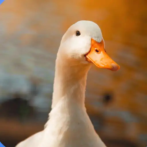 Play Duck Sounds 2022 APK