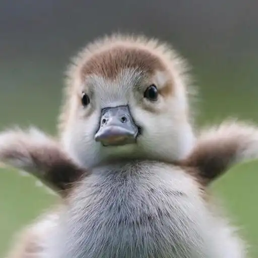 Play Ducks Wallpapers HD APK Play Ducks Wallpapers HD APK