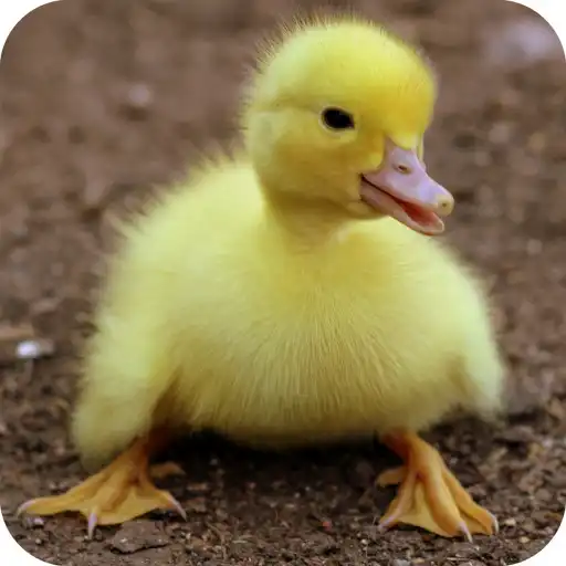 Play Duck Wallpaper APK Play Duck Wallpaper APK