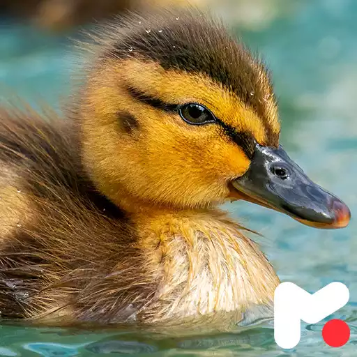 Play Duck Wallpapers APK