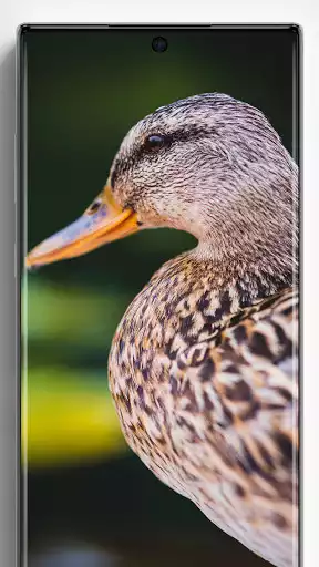 Play Duck Wallpapers and enjoy Duck Wallpapers with UptoPlay Play Duck Wallpapers and enjoy Duck Wallpapers with UptoPlay