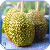 Free play online Durian Jigsaw Puzzles APK Free play online Durian Jigsaw Puzzles APK