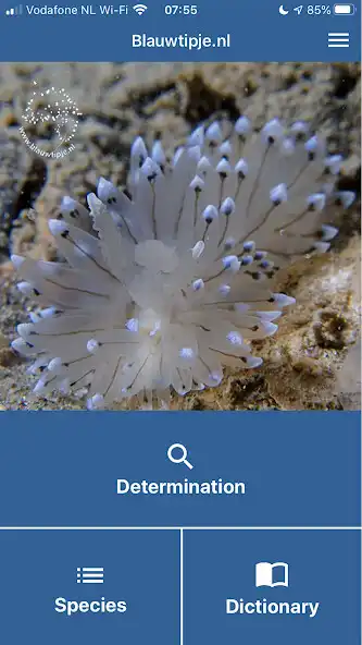 Play Dutch Nudibranchs - Blauwtipje  and enjoy Dutch Nudibranchs - Blauwtipje with UptoPlay