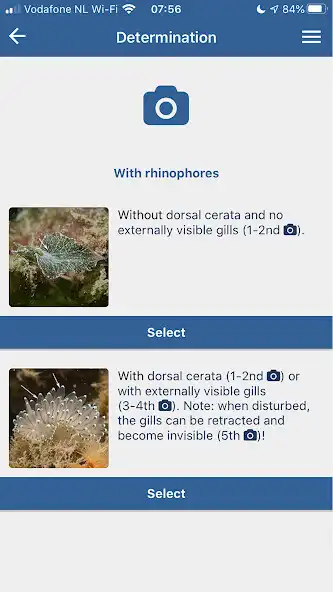 Play Dutch Nudibranchs - Blauwtipje as an online game Dutch Nudibranchs - Blauwtipje with UptoPlay