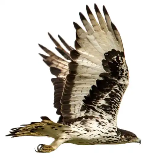 Play Eagle Attack 2 APK
