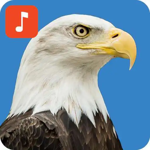Play Eagle Bird Sound Effects APK