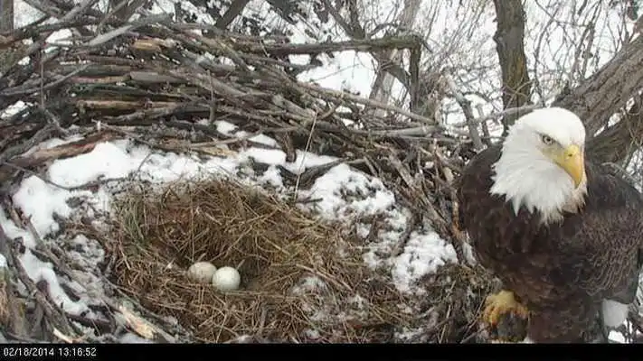 Play Eagle Eye