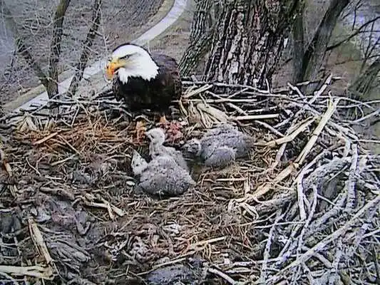Play Eagle Eye