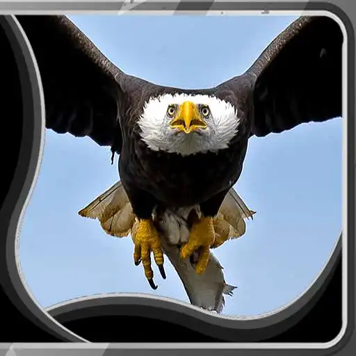 Free play online Eagle Live Wallpapers  APK