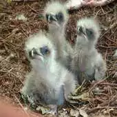 Free play online Eagle Nest Cam APK Free play online Eagle Nest Cam APK