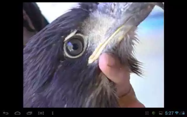 Play Eagle Nest Cam