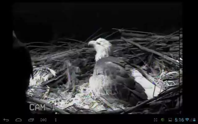 Play Eagle Nest Cam