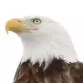 Free play online Eagle Says APK Free play online Eagle Says APK