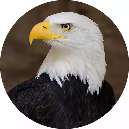 Play Eagle Sounds and Ringtone APK