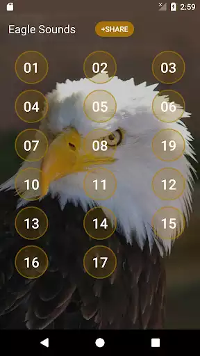 Play Eagle Sounds and Ringtone as an online game Eagle Sounds and Ringtone with UptoPlay