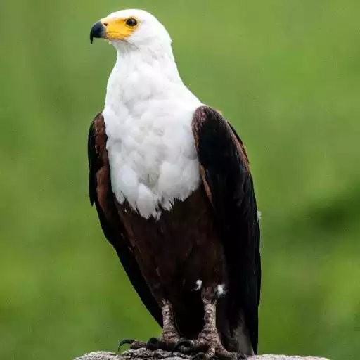 Free play online Eagle Sounds APK Free play online Eagle Sounds APK