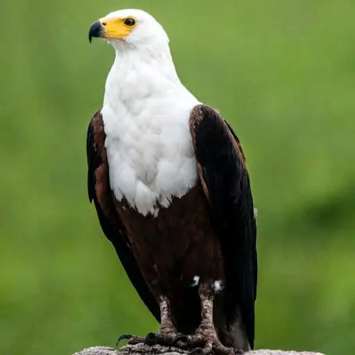 Play Eagle Sounds APK Play Eagle Sounds APK