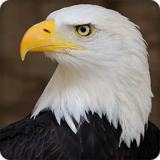 Play Eagle Sounds Ringtones APK Play Eagle Sounds Ringtones APK