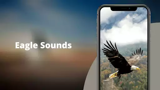 Play Eagle Sounds  and enjoy Eagle Sounds with UptoPlay
