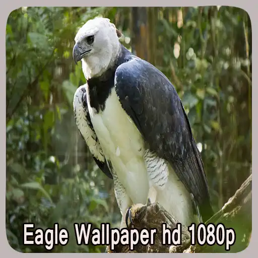Play Eagle Wallpaper hd 1080p APK Play Eagle Wallpaper hd 1080p APK