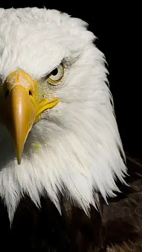 Play Eagle Wallpaper hd 1080p  and enjoy Eagle Wallpaper hd 1080p with UptoPlay