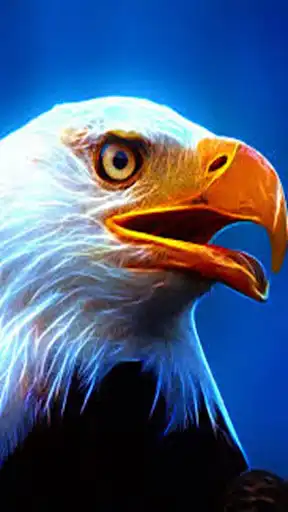 Play Eagle Wallpaper hd 1080p as an online game Eagle Wallpaper hd 1080p with UptoPlay