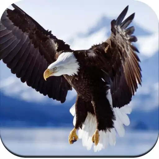 Play Eagle Wallpaper HD APK
