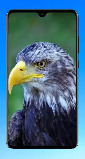 Play Eagle Wallpaper HD  and enjoy Eagle Wallpaper HD with UptoPlay
