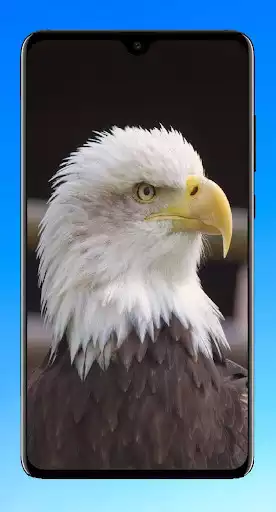 Play Eagle Wallpaper HD as an online game Eagle Wallpaper HD with UptoPlay