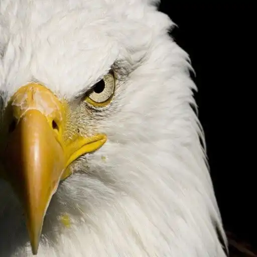 Free play online Eagle Wallpaper APK