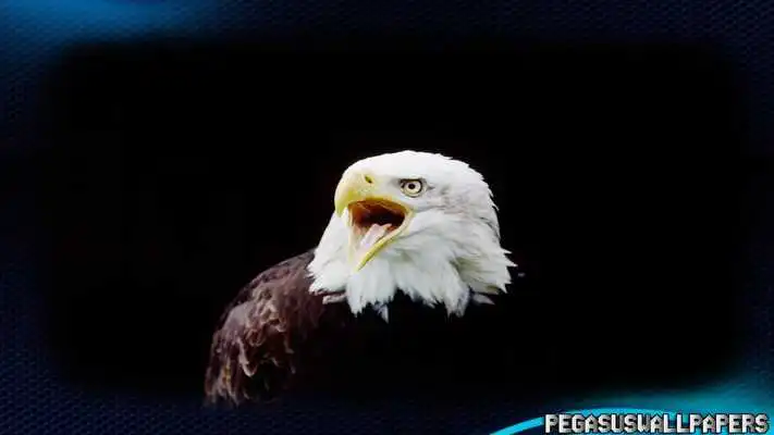 Play Eagle Wallpaper Play Eagle Wallpaper