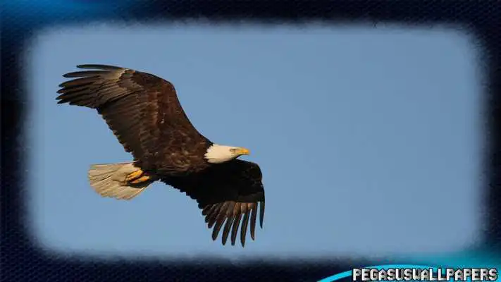 Play Eagle Wallpaper Play Eagle Wallpaper