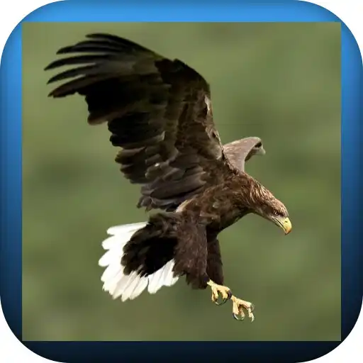 Play Eagle Wallpapers HD - 4K APK